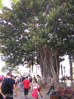 Tenerife 2005 2 34